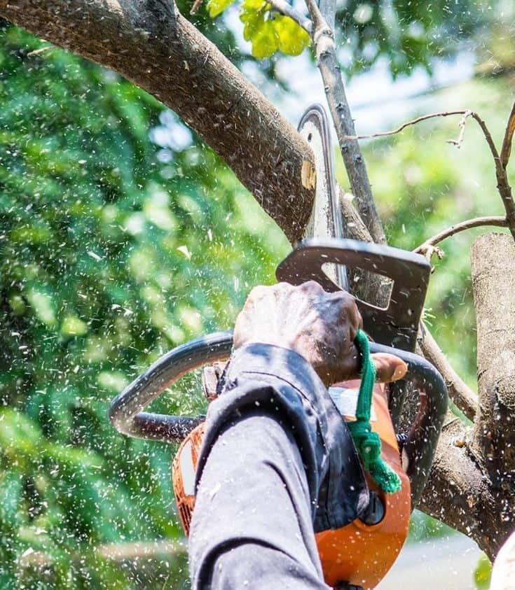 Affordable Tree Service Charlotte team