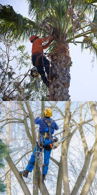 Completed tree service projects Charlotte NC