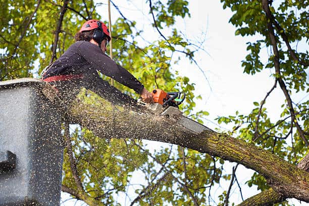 Tree pruning Charlotte NC