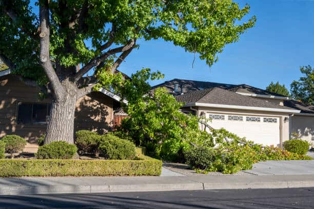 Emergency Tree Removal Charlotte