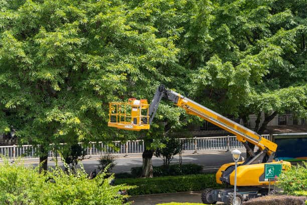Stump Grinding Charlotte