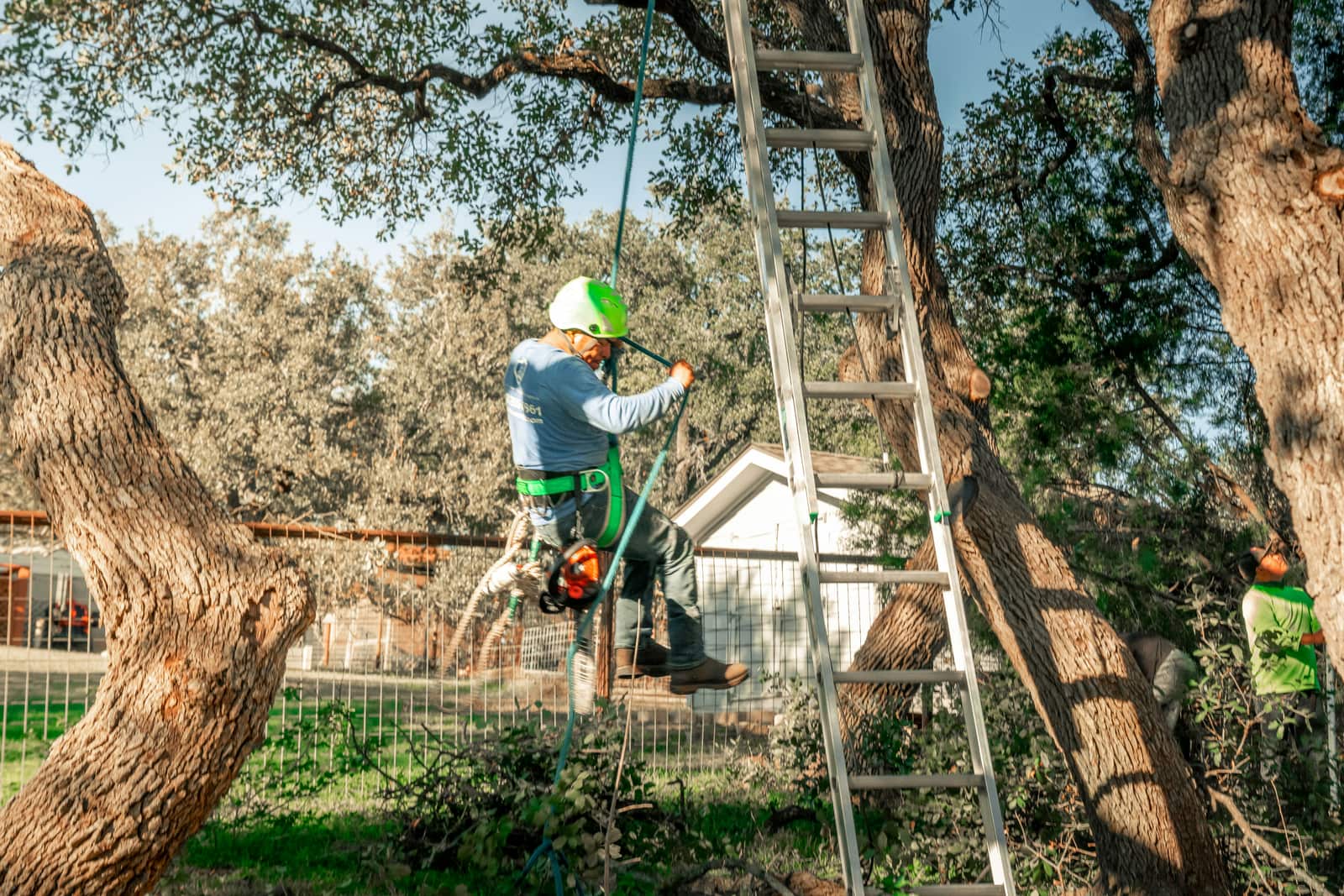 Tree Removal Charlotte