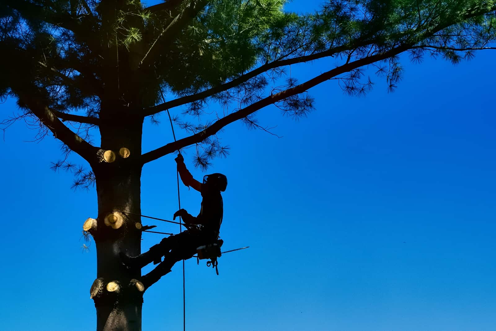 Tree Trimming Charlotte